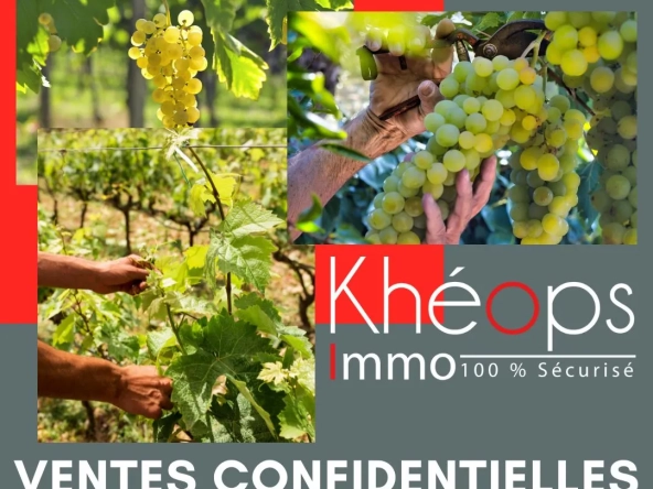 Vente de parcelles de vignes en AOC Sauternes – 2,5 hectares de qualité exceptionnelle