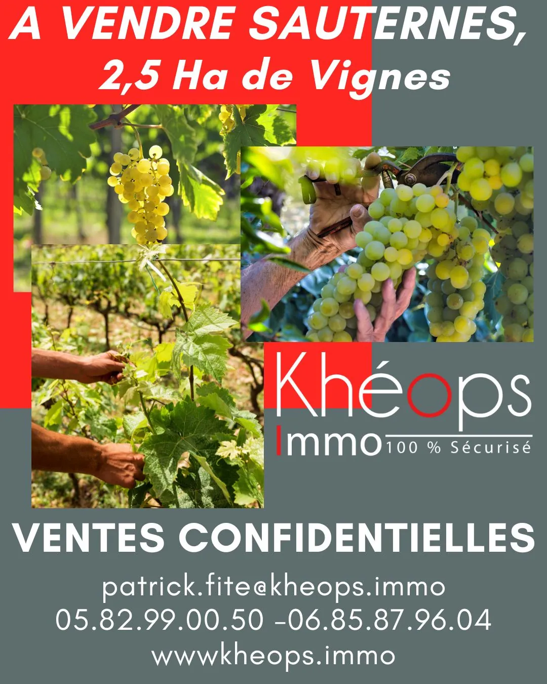 Vente de parcelles de vignes en AOC Sauternes – 2,5 hectares de qualité exceptionnelle 