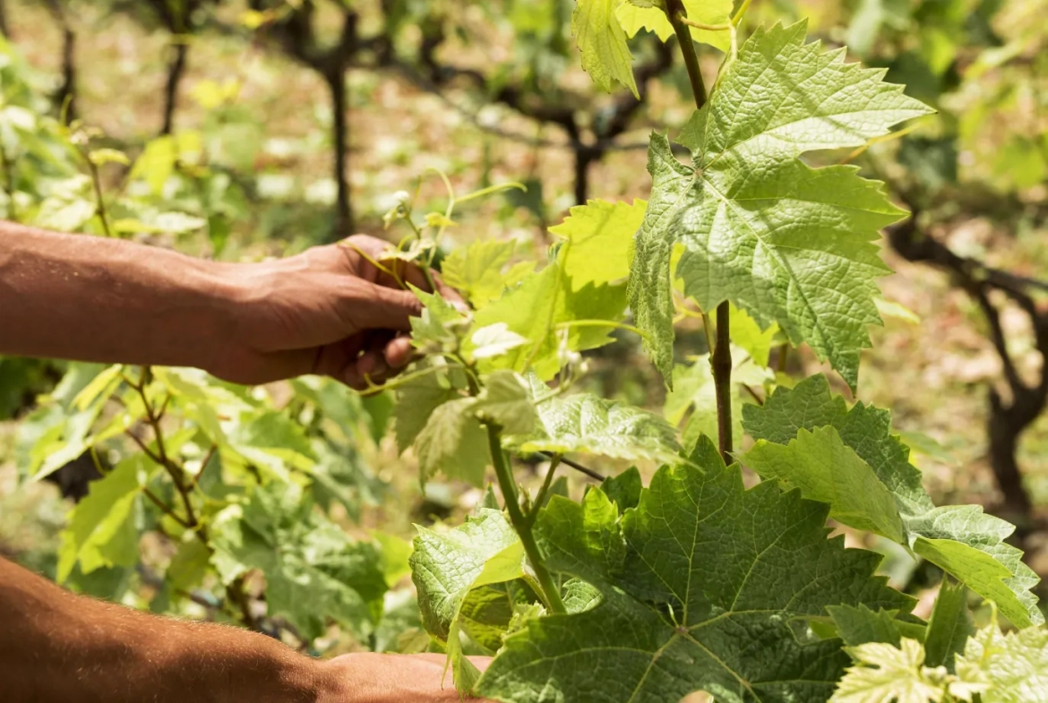 Vente de parcelles de vignes en AOC Sauternes – 2,5 hectares de qualité exceptionnelle 