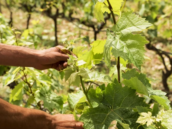 Vente de parcelles de vignes en AOC Sauternes – 2,5 hectares de qualité exceptionnelle 