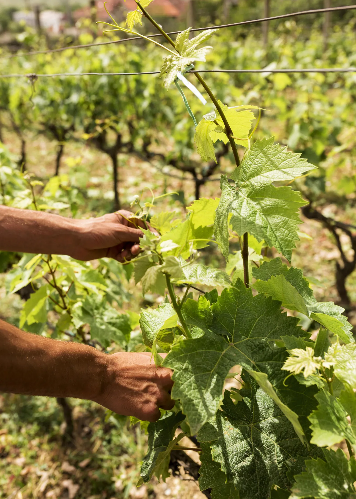 Vente de parcelles de vignes en AOC Sauternes – 2,5 hectares de qualité exceptionnelle 