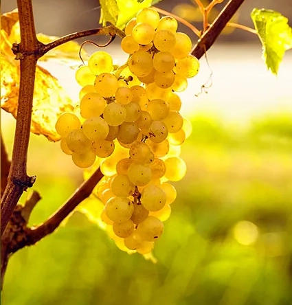 Vente de parcelles de vignes en AOC Sauternes – 2,5 hectares de qualité exceptionnelle 