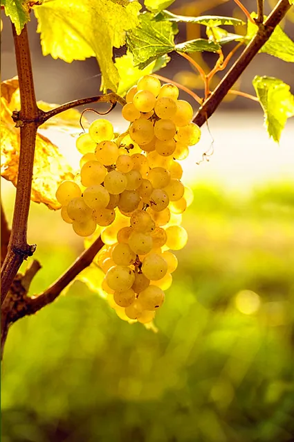 Vente de parcelles de vignes en AOC Sauternes – 2,5 hectares de qualité exceptionnelle 