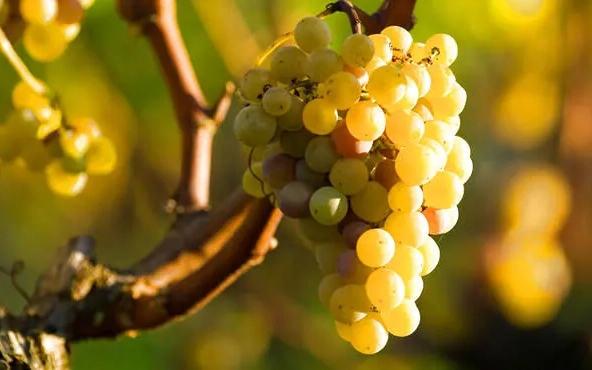 Vente de parcelles de vignes en AOC Sauternes – 2,5 hectares de qualité exceptionnelle 