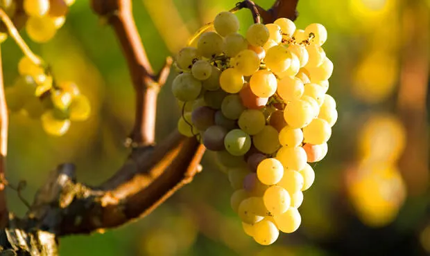 Vente de parcelles de vignes en AOC Sauternes – 2,5 hectares de qualité exceptionnelle 