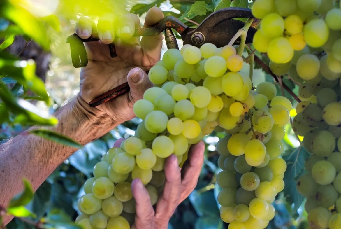 Vente de parcelles de vignes en AOC Sauternes – 2,5 hectares de qualité exceptionnelle 