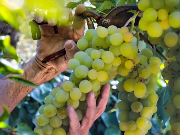 Vente de parcelles de vignes en AOC Sauternes – 2,5 hectares de qualité exceptionnelle 