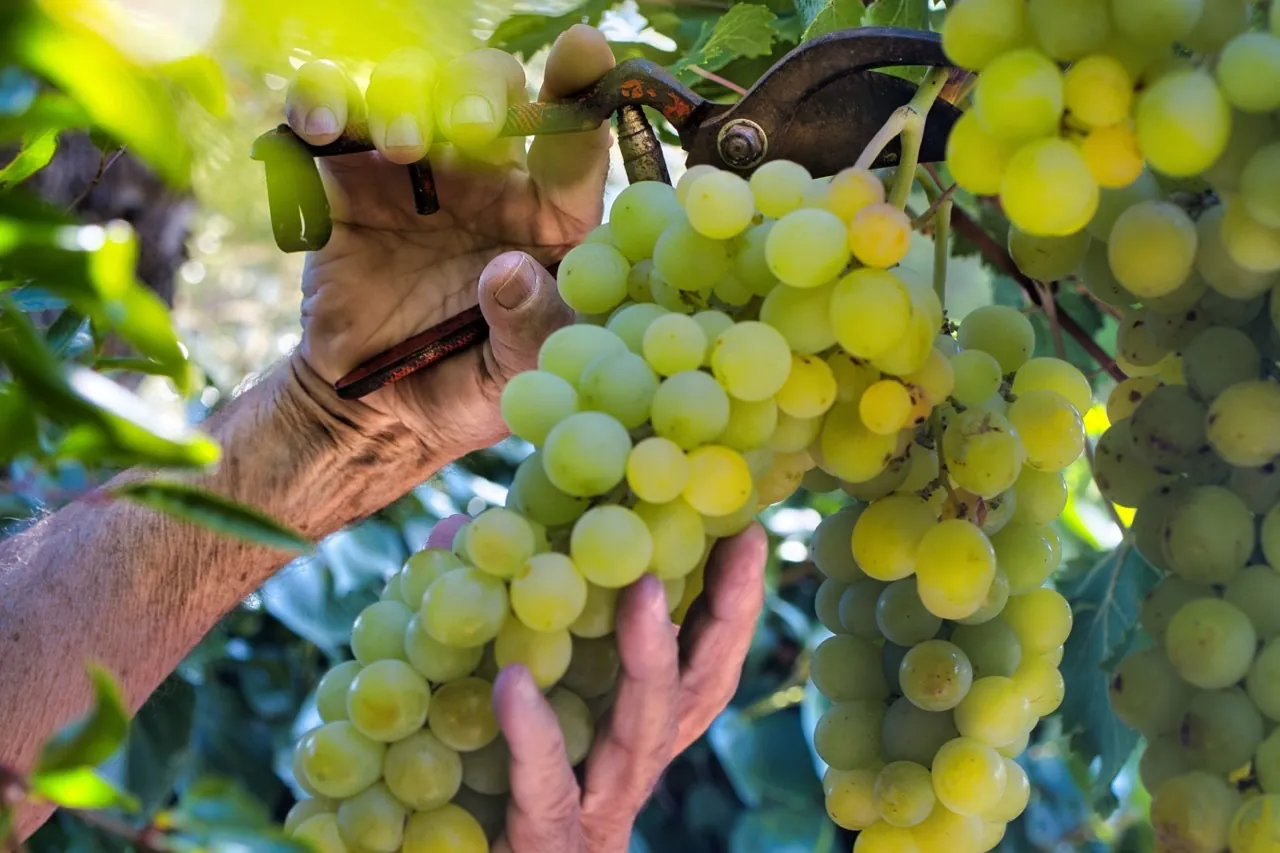 Vente de parcelles de vignes en AOC Sauternes – 2,5 hectares de qualité exceptionnelle 