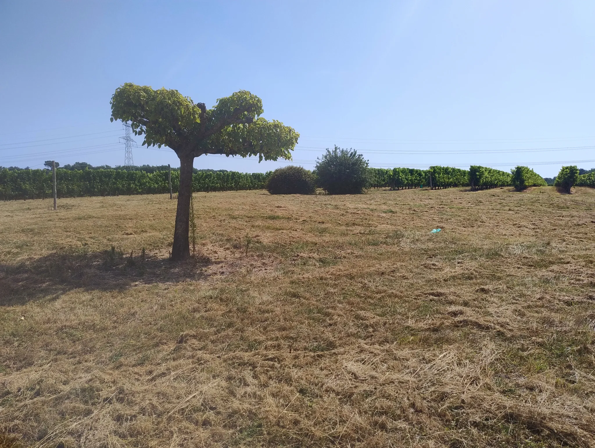 Ancienne ferme viticole à Caplong avec dépendances et terrain de 6095 m² 