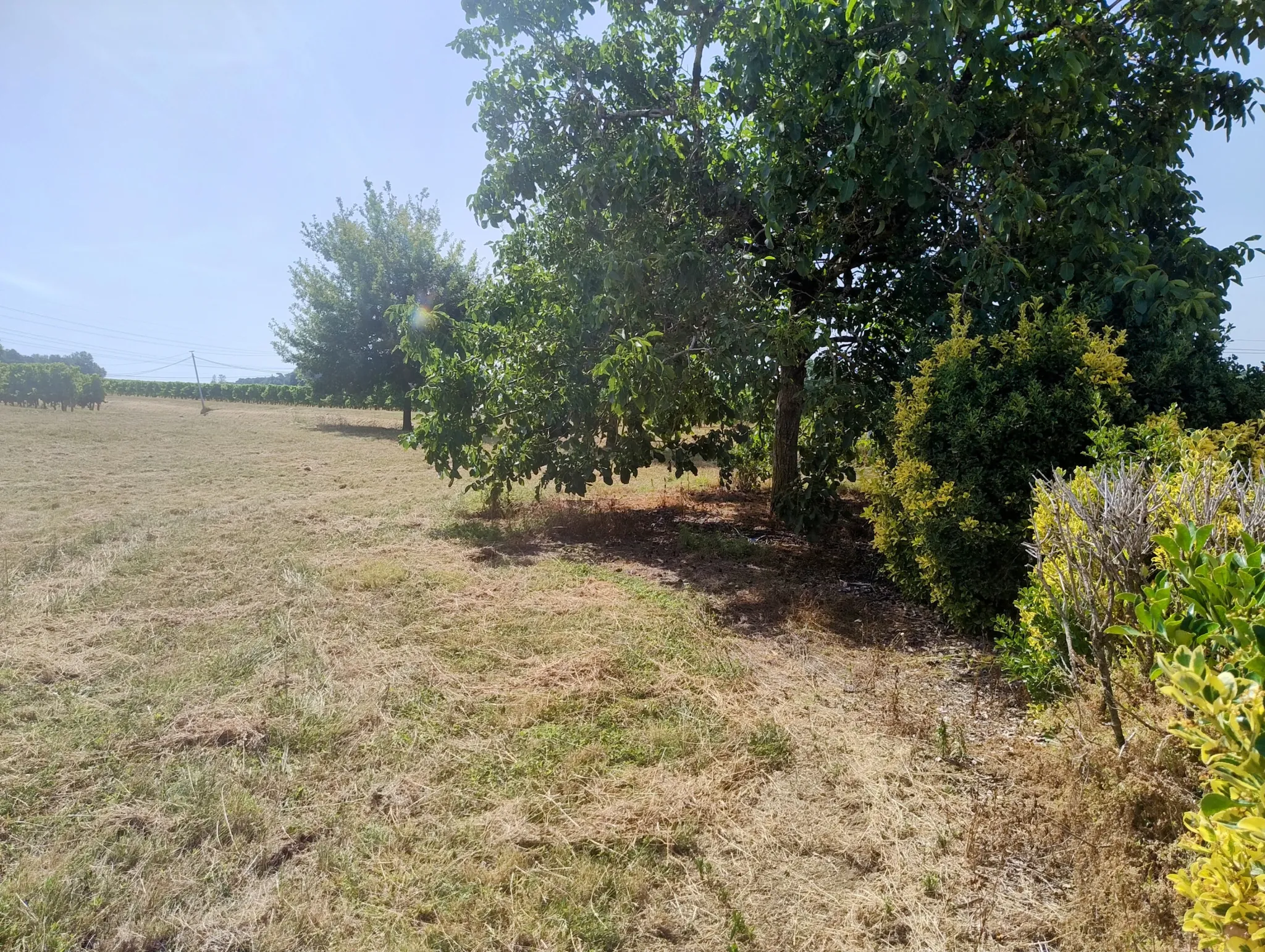 Ancienne ferme viticole à Caplong avec dépendances et terrain de 6095 m² 