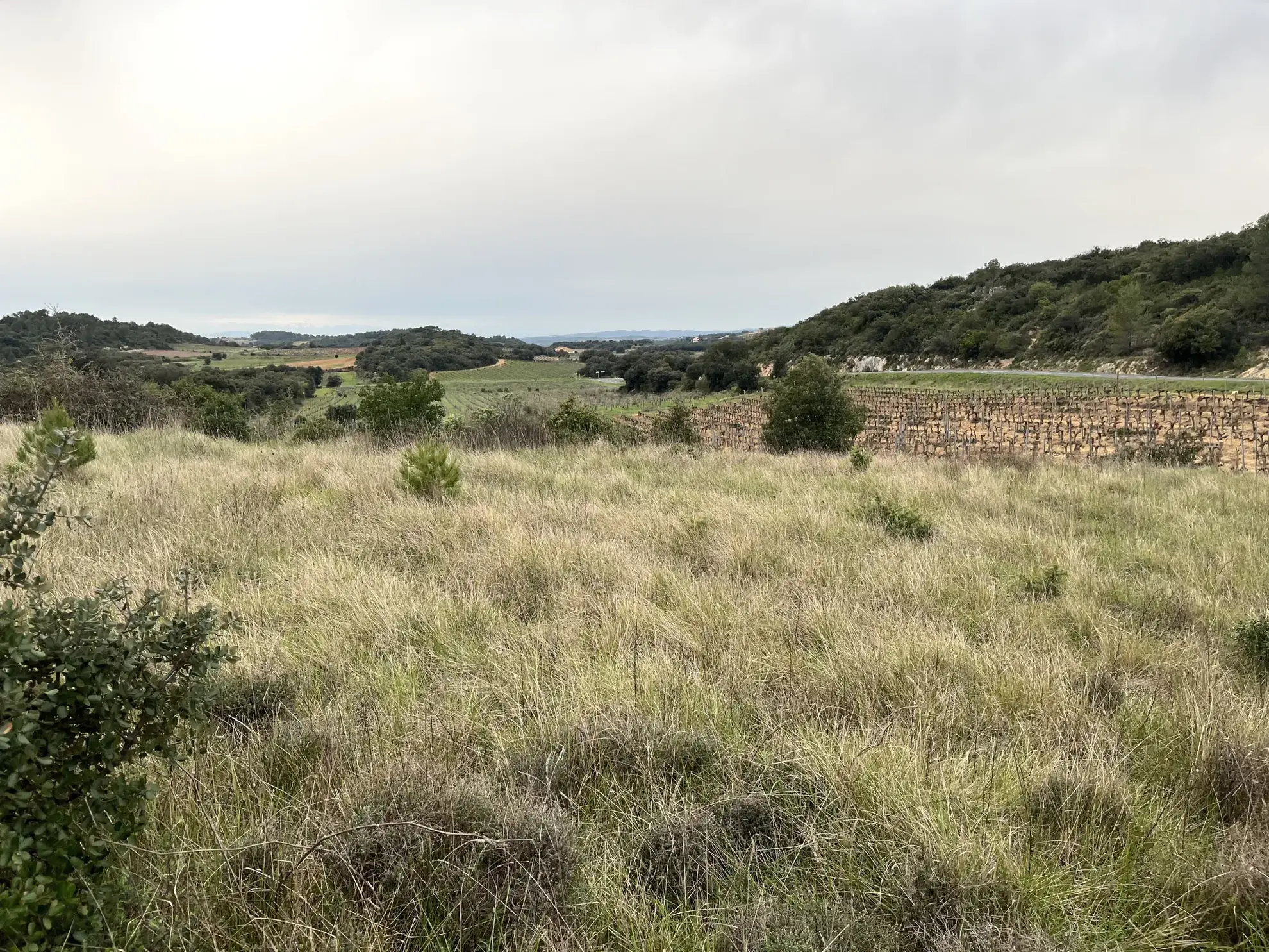 Terrain agricole et de loisirs à vendre entre Saint-Chinian et Assignan - 9590 m² 