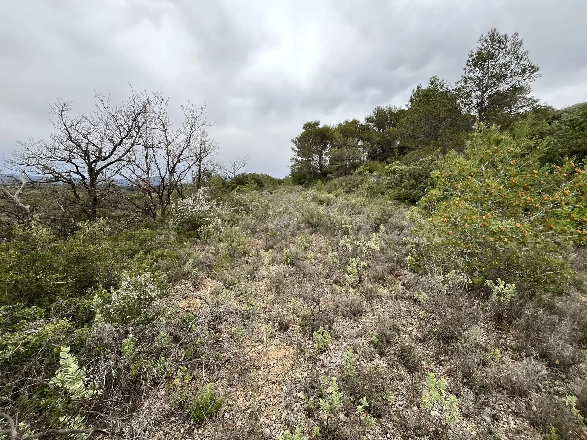 Terrain agricole et de loisirs à vendre entre Saint-Chinian et Assignan - 9590 m² 