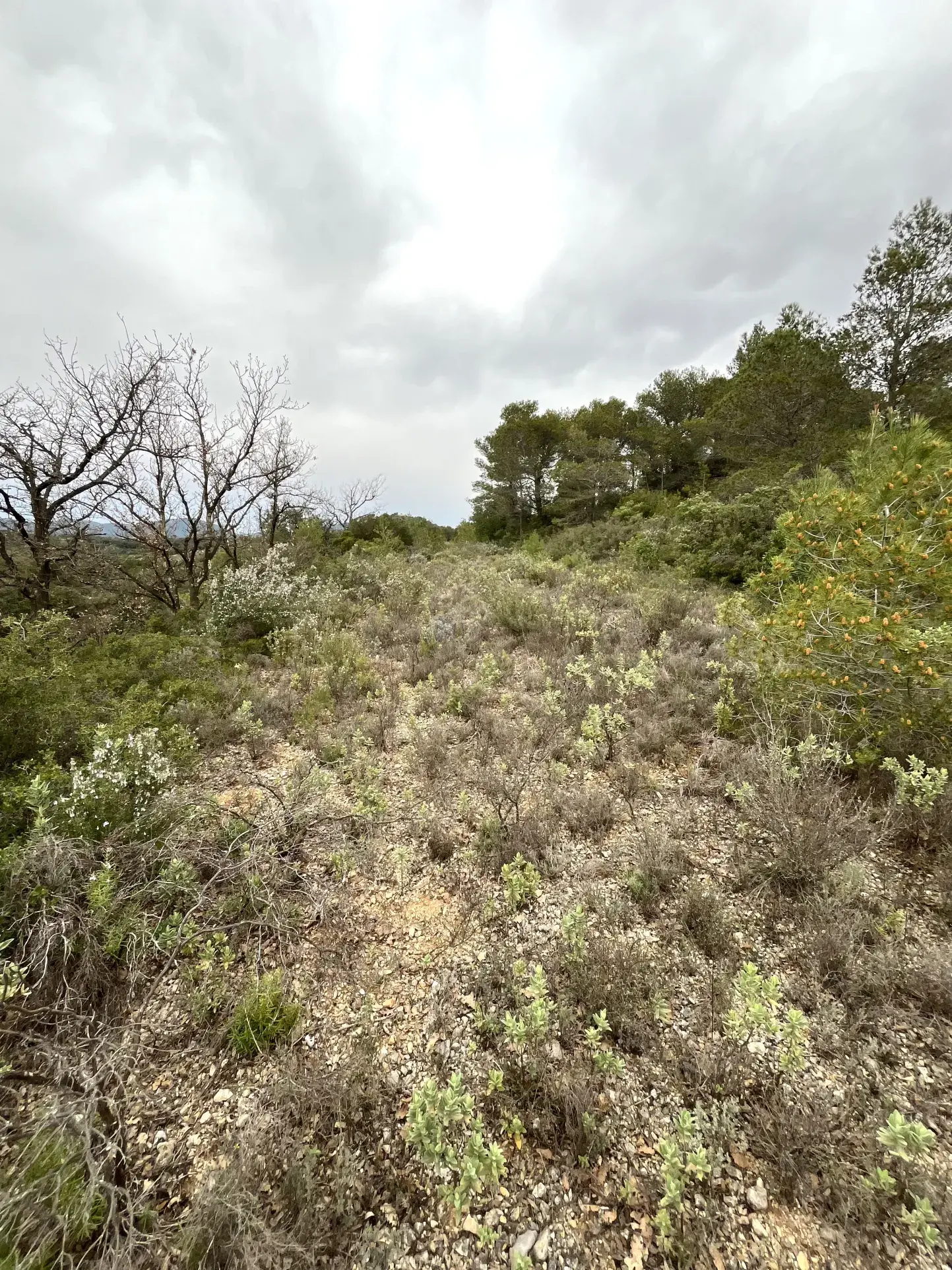 Terrain agricole et de loisirs à vendre entre Saint-Chinian et Assignan - 9590 m² 