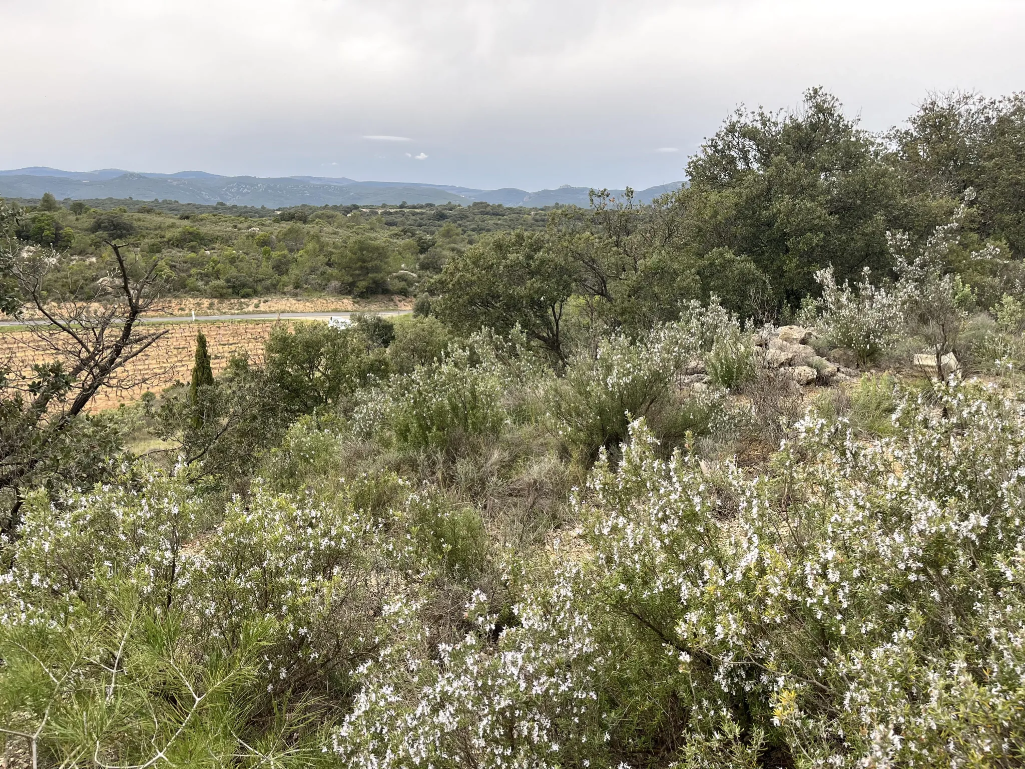 Terrain agricole et de loisirs à vendre entre Saint-Chinian et Assignan - 9590 m² 