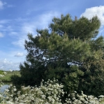 Opportunité à Brem-sur-Mer : bâtiment ancien et terrain constructible de 268 m² près de la plage
