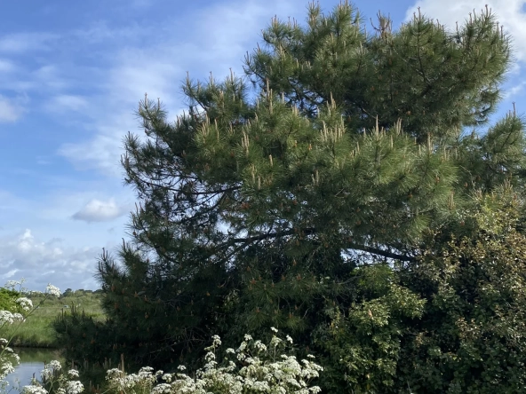 Opportunité à Brem-sur-Mer : bâtiment ancien et terrain constructible de 268 m² près de la plage