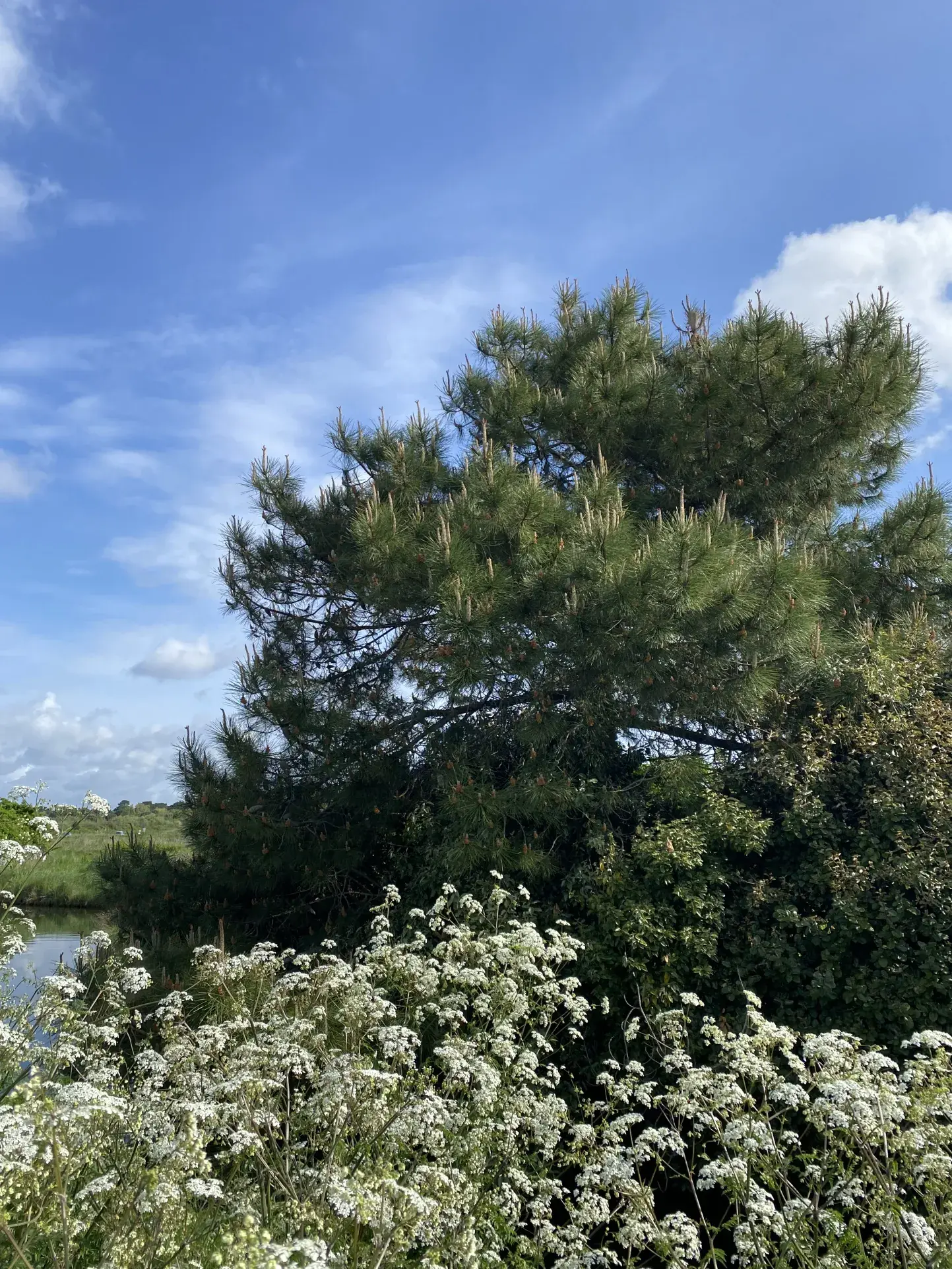 Opportunité à Brem-sur-Mer : bâtiment ancien et terrain constructible de 268 m² près de la plage 