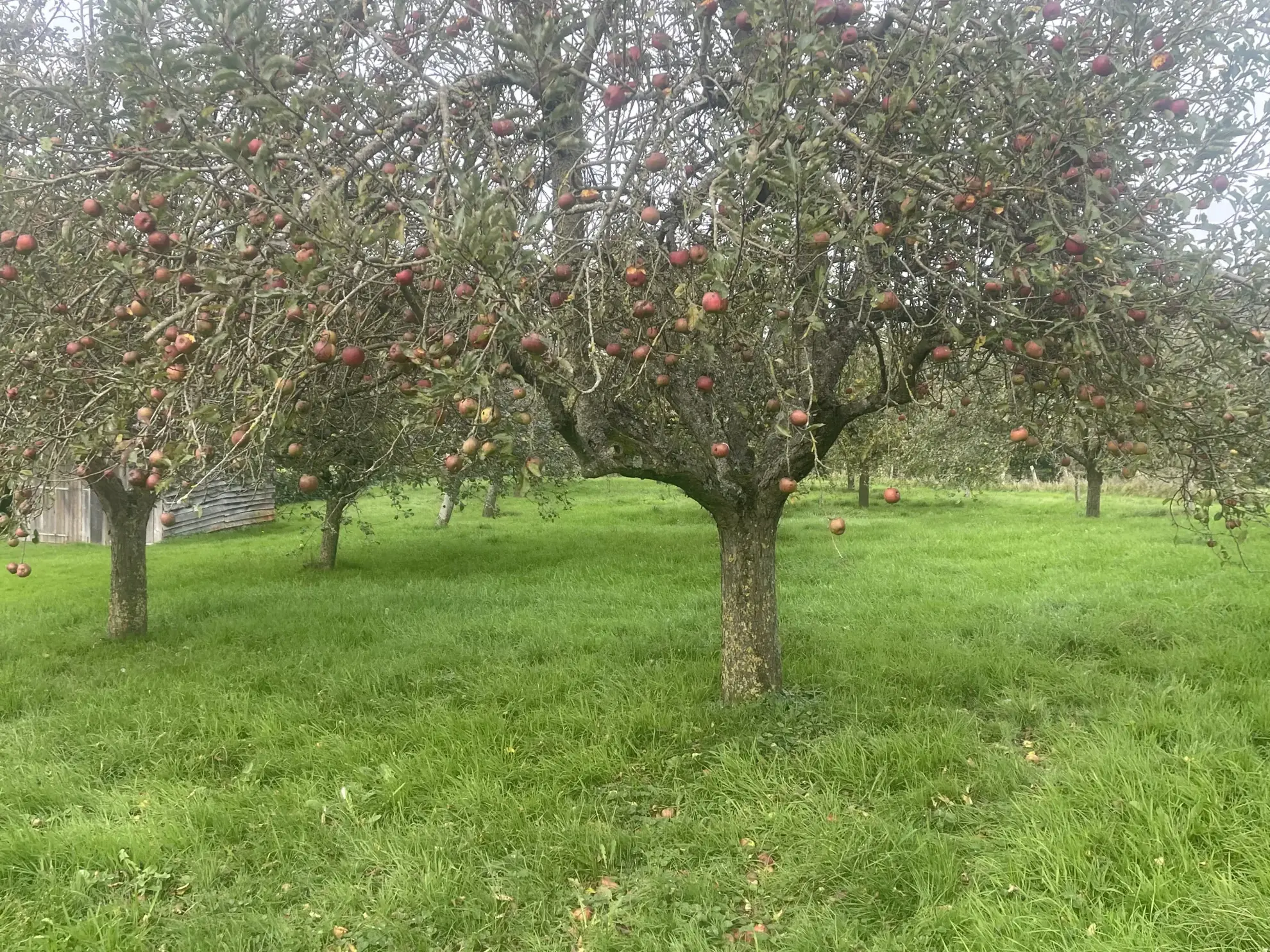Charmante maison de 170 m² avec terrain à Camembert en vente 