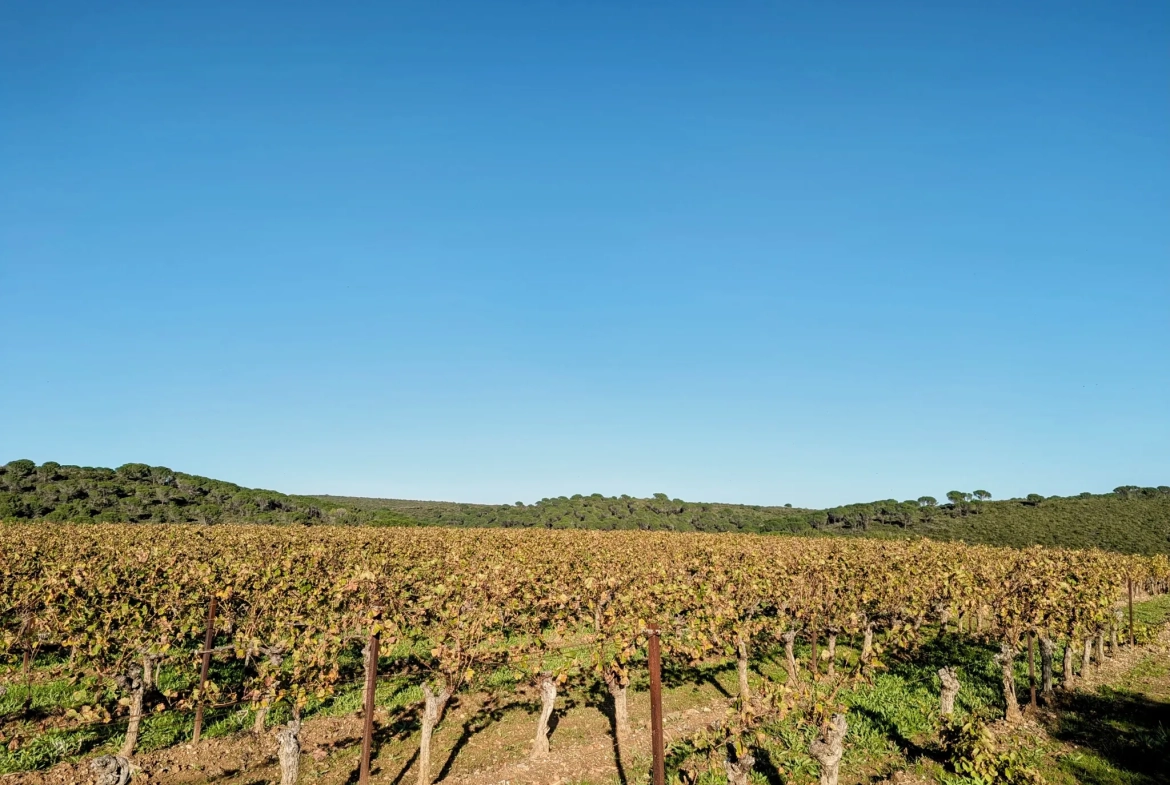Terrain agricole avec puits à Murviel-les-Béziers - Vue imprenable et calme 