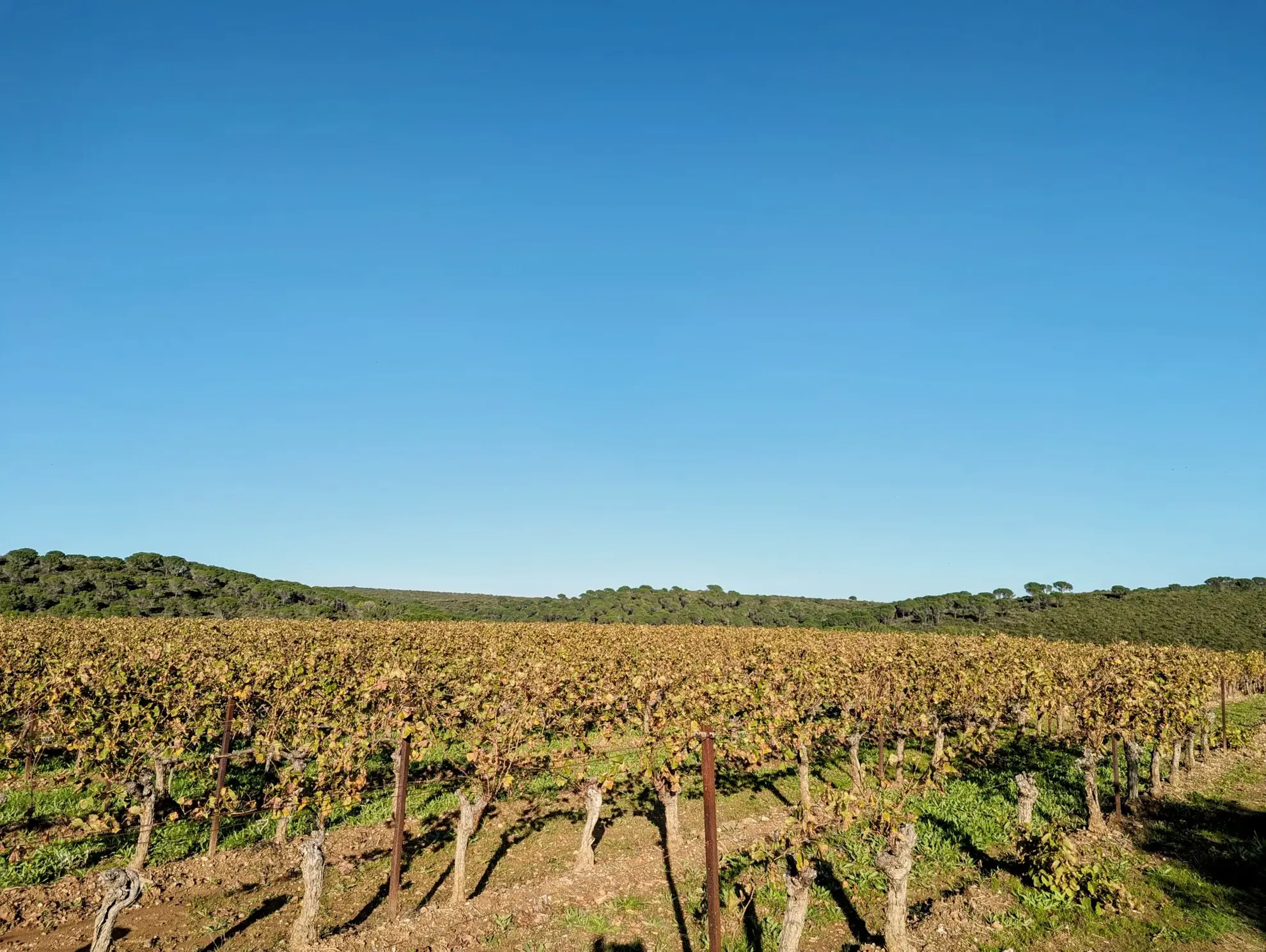 Terrain agricole avec puits à Murviel-les-Béziers - Vue imprenable et calme 