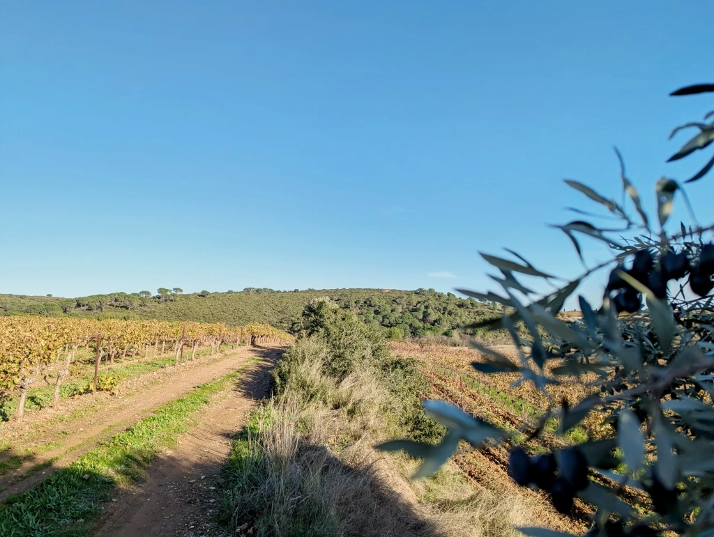 Terrain agricole avec puits à Murviel-les-Béziers - Vue imprenable et calme