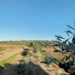 Terrain agricole avec puits à Murviel-les-Béziers - Vue imprenable et calme