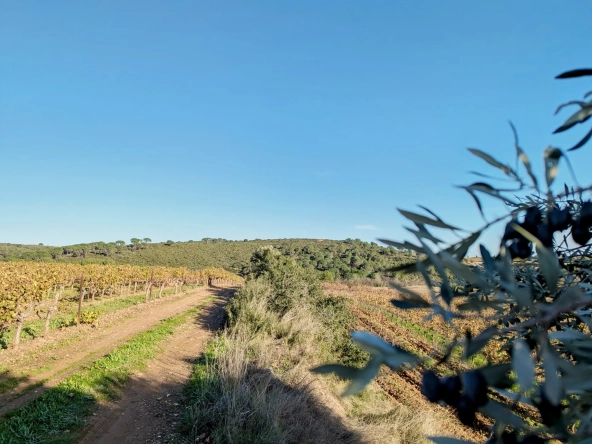 Terrain agricole avec puits à Murviel-les-Béziers - Vue imprenable et calme