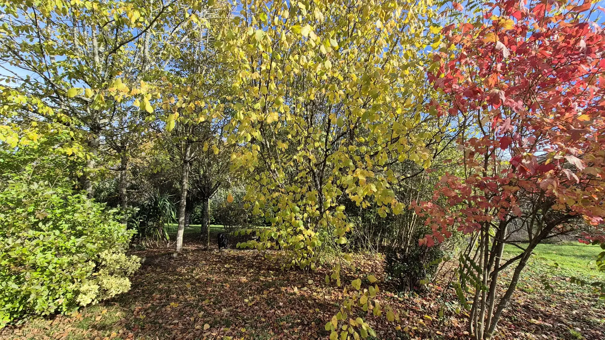 Belle maison récente avec terrain de 1 hectare et gîte à La Chapelle-Gonaguet 