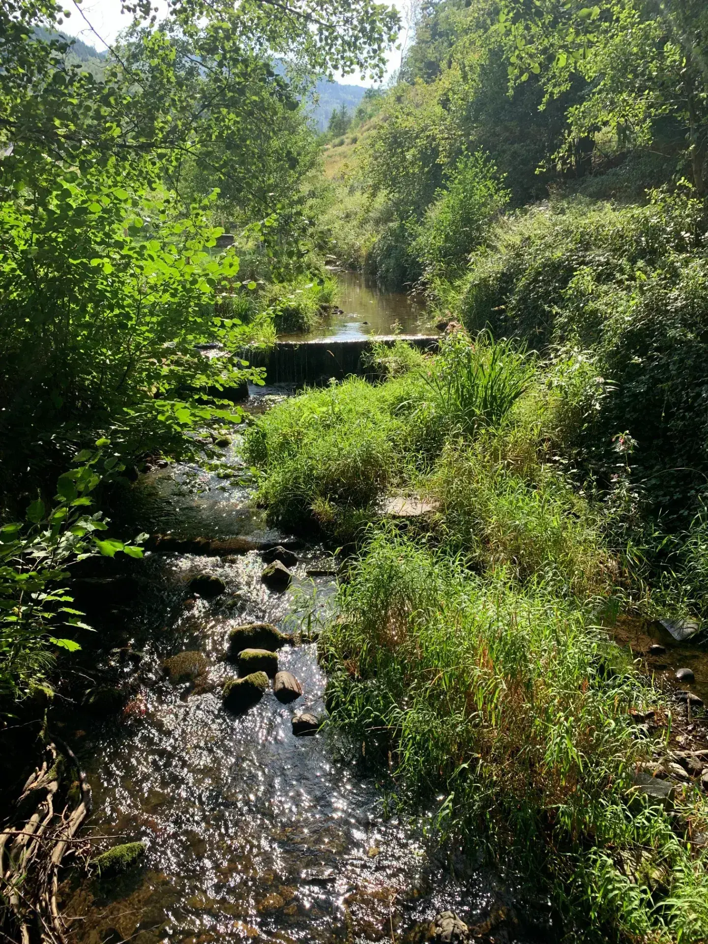 Ensemble immobilier à Moosch avec étang, forêt et terrain constructible en vente 