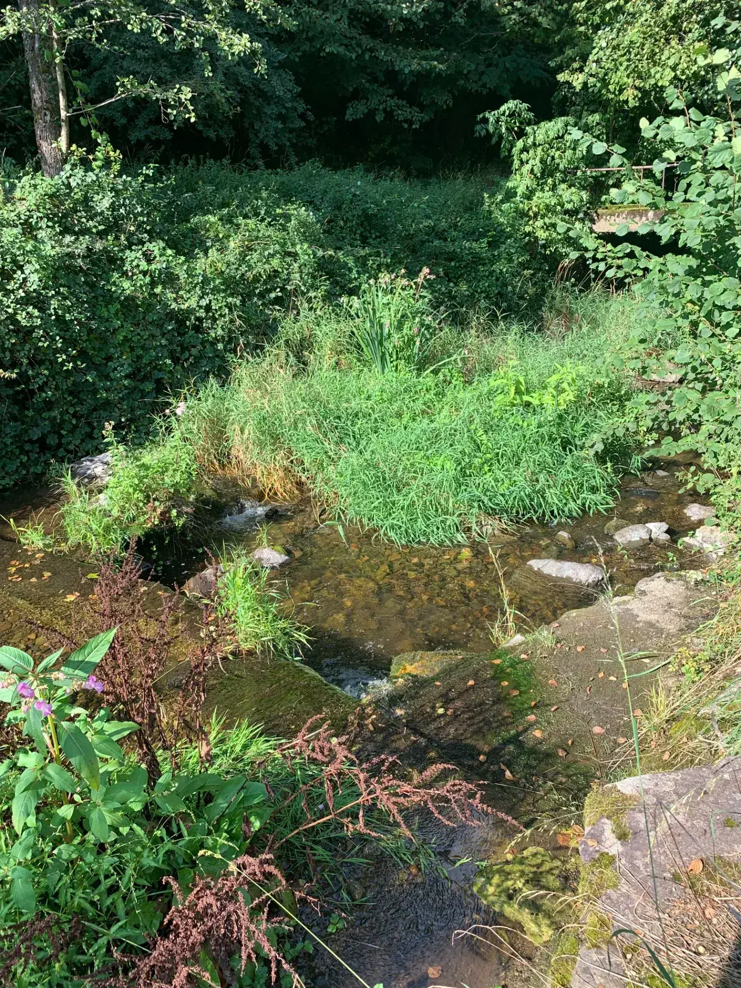 Ensemble immobilier à Moosch avec étang, forêt et terrain constructible en vente 
