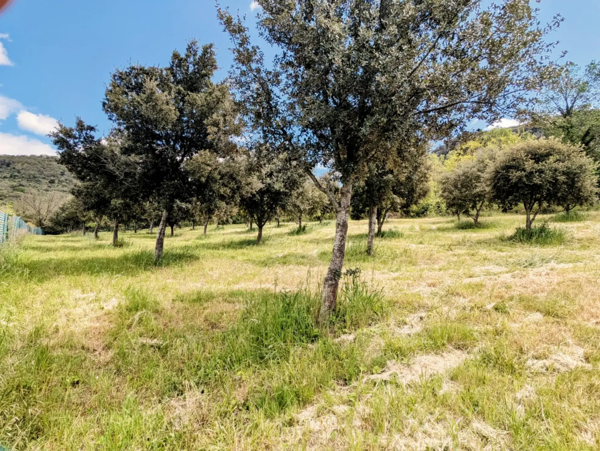Propriété Agricole avec Vignes et Chênes Truffiers à La Tour-sur-Orb 