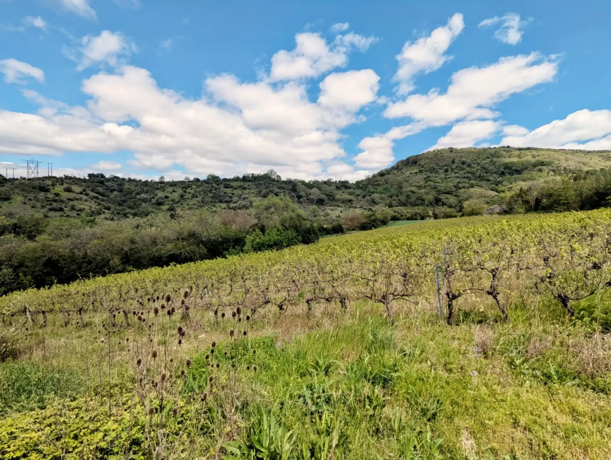 Propriété Agricole avec Vignes et Chênes Truffiers à La Tour-sur-Orb 