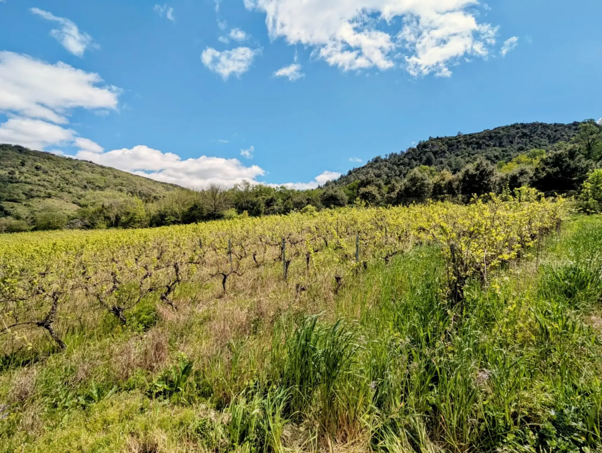 Propriété Agricole avec Vignes et Chênes Truffiers à La Tour-sur-Orb 