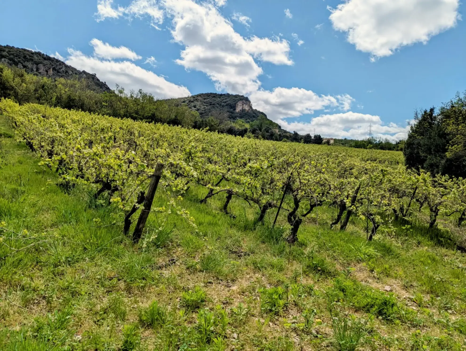 Propriété Agricole avec Vignes et Chênes Truffiers à La Tour-sur-Orb 