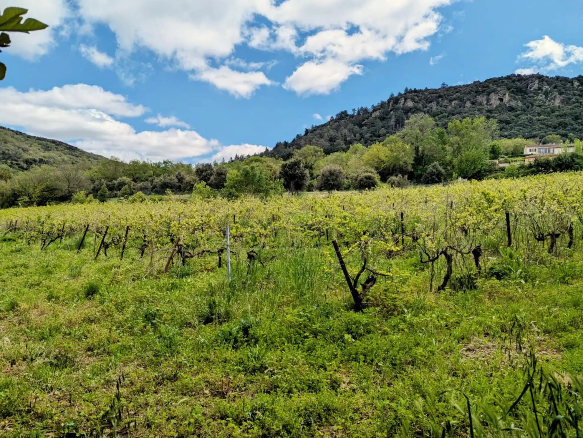 Propriété Agricole avec Vignes et Chênes Truffiers à La Tour-sur-Orb 