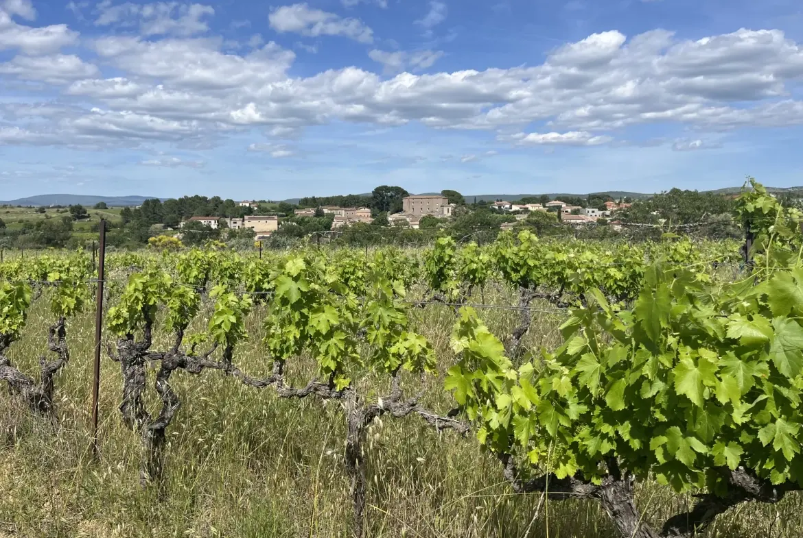 Achat Terrain Agricole avec Vignes et Oliviers à Gignac (34150) 