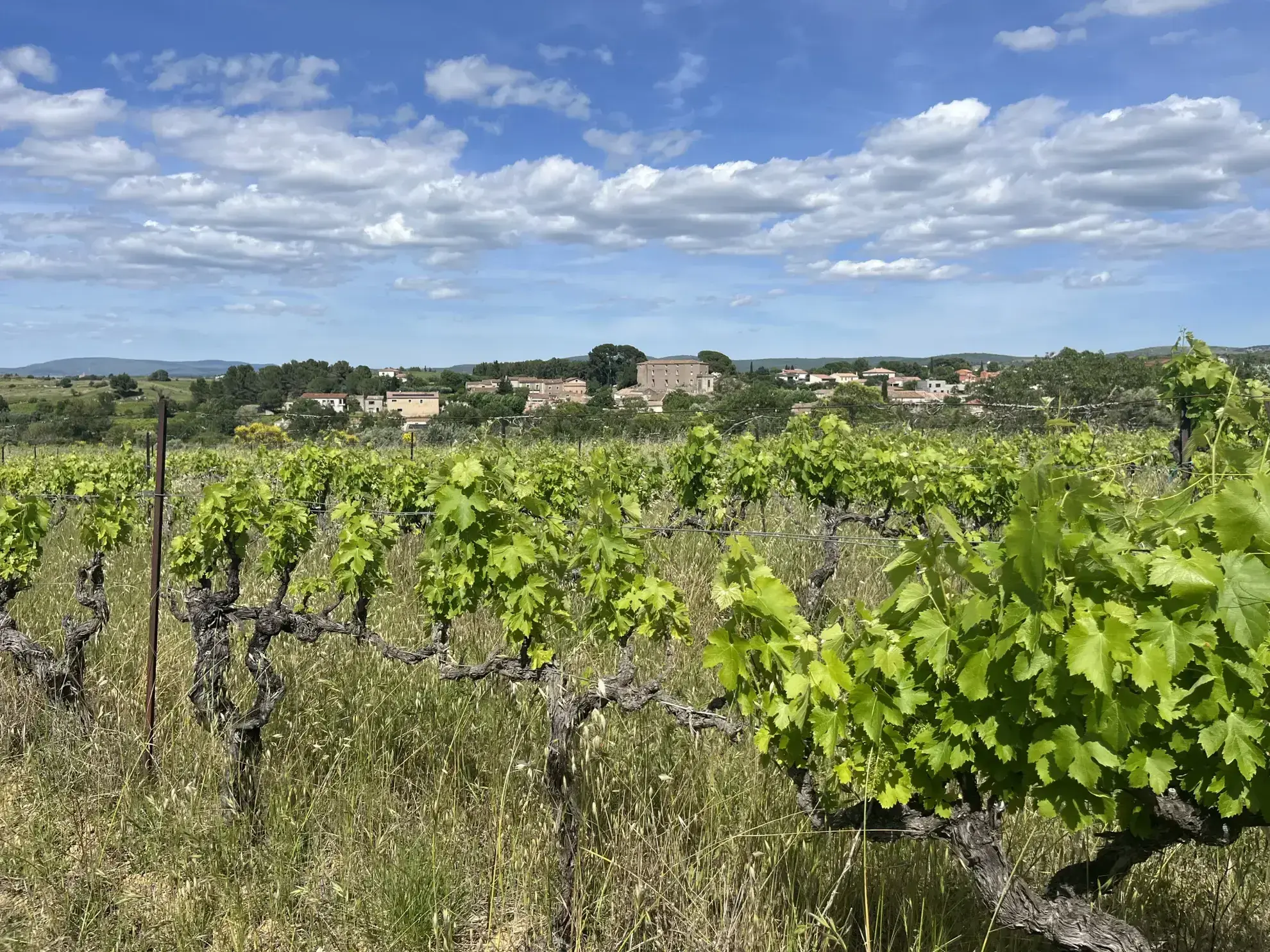 Achat Terrain Agricole avec Vignes et Oliviers à Gignac (34150) 