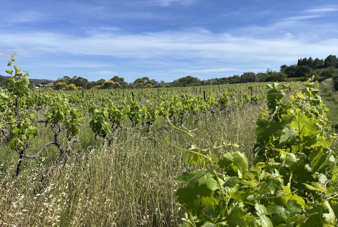 Achat Terrain Agricole avec Vignes et Oliviers à Gignac (34150) 
