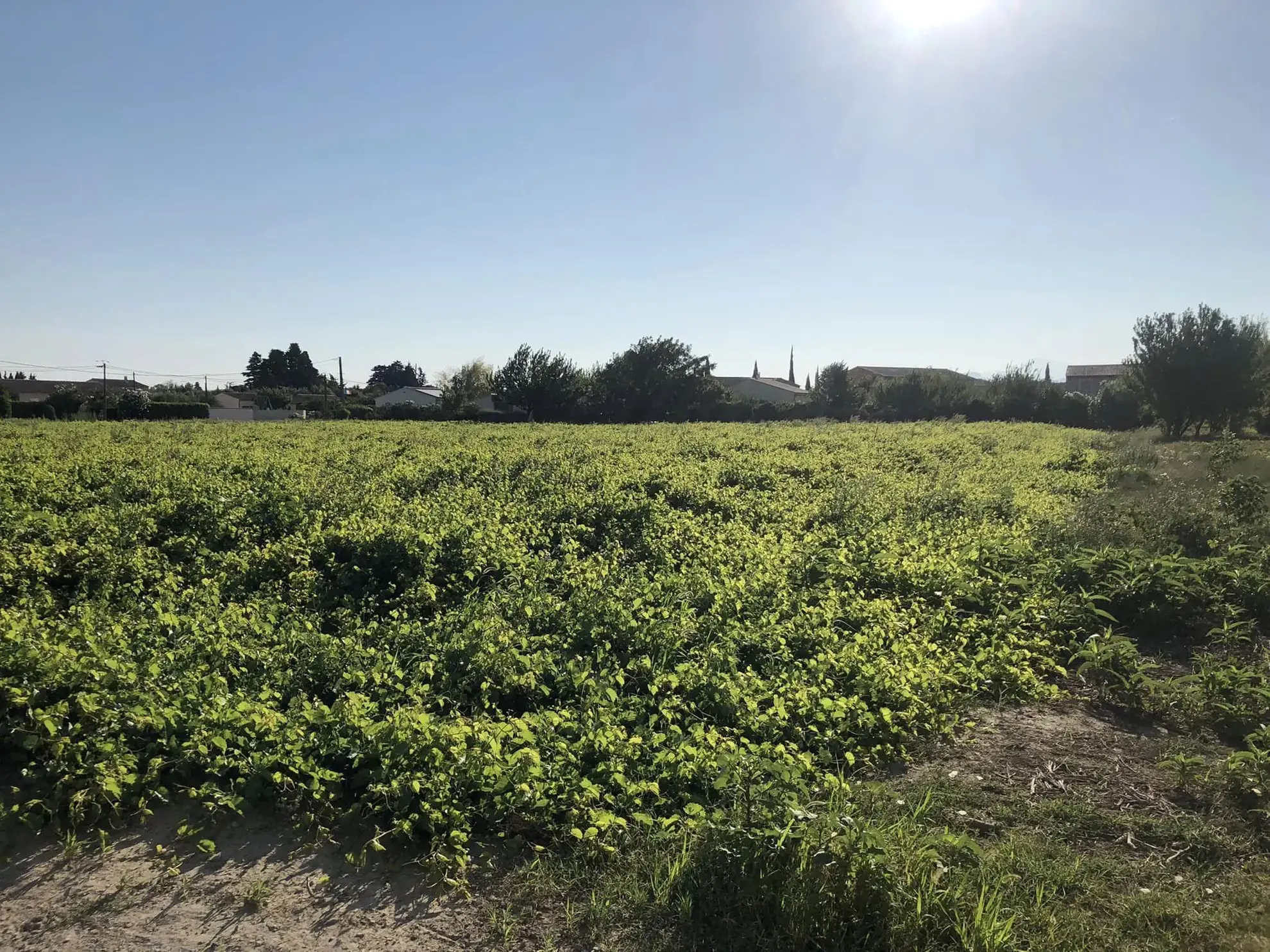 Terrain à bâtir viabilisé de 500 m² à Camaret-sur-Aigues 