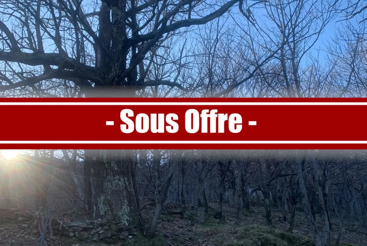 À vendre ancien verger de châtaigniers certifié bio à Les Vans 