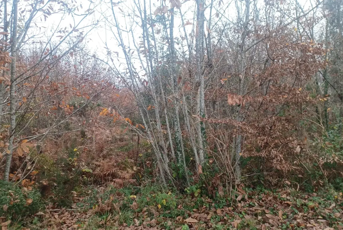 Terrains à bâtir à Meyrals, Dordogne – Parcelles boisées et non boisées 