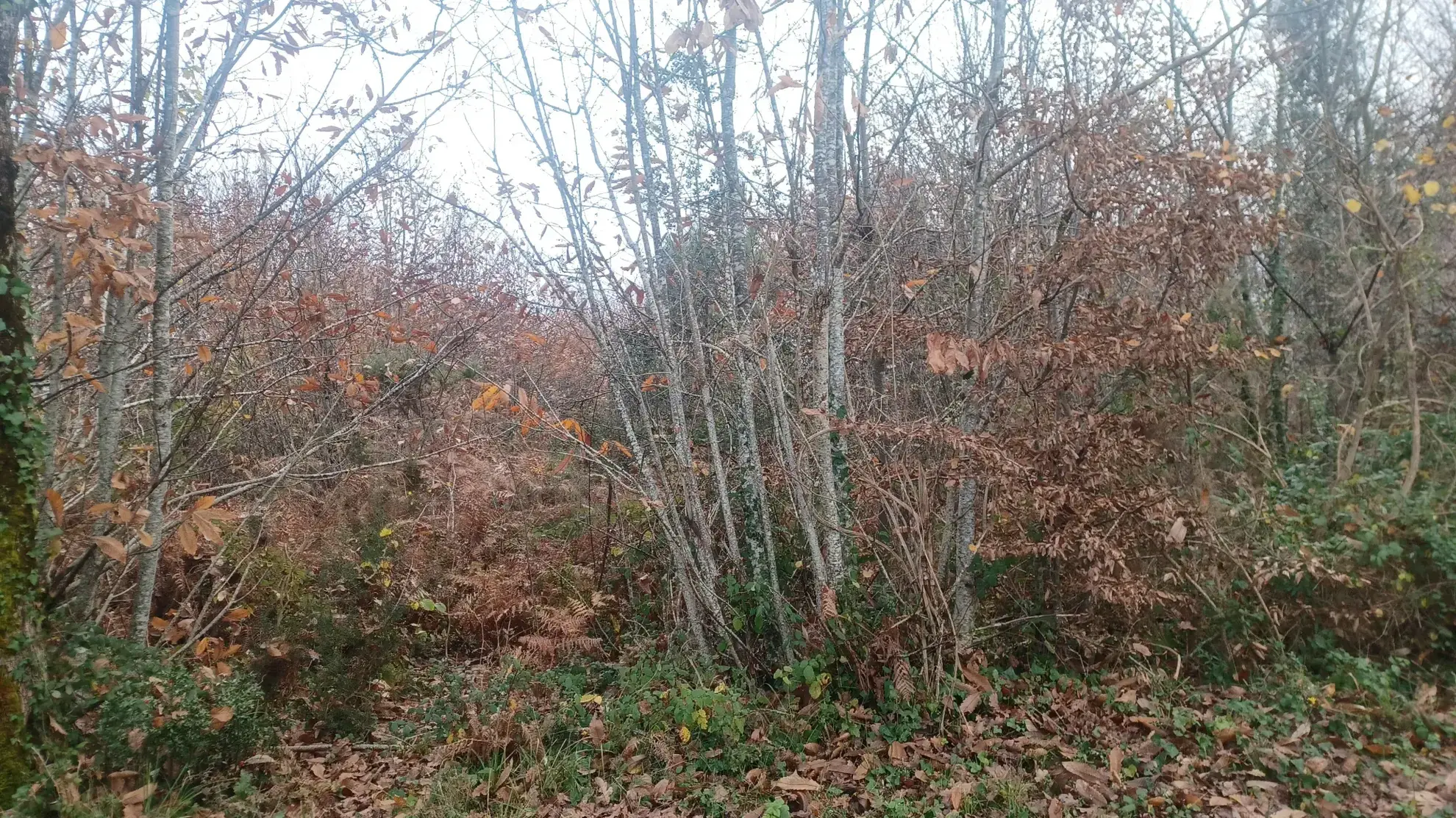 Terrains à bâtir à Meyrals, Dordogne – Parcelles boisées et non boisées 