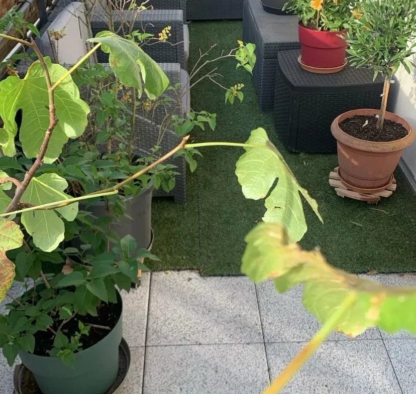 Appartement 3 pièces à Riedisheim de 63 m² avec terrasse, faibles charges 