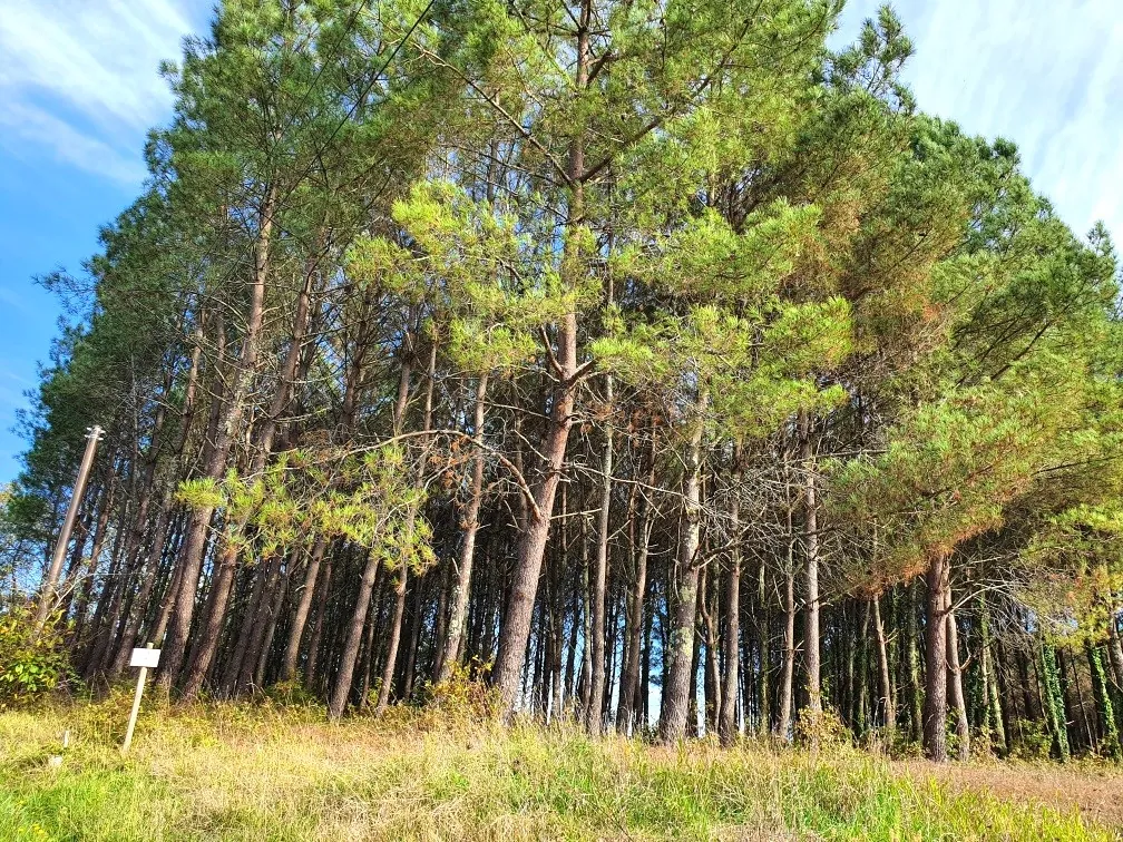 Terrains à bâtir de 5395 m² à Saint-Germain-du-Salembre en Périgord 