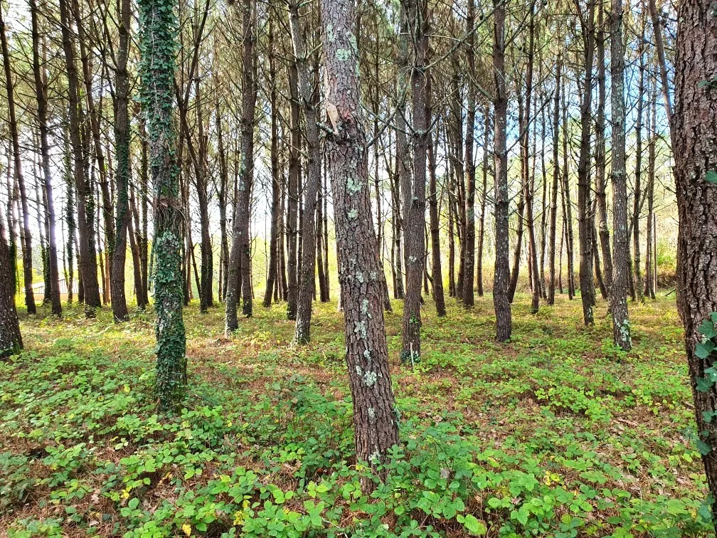 Terrains à bâtir de 5395 m² à Saint-Germain-du-Salembre en Périgord 