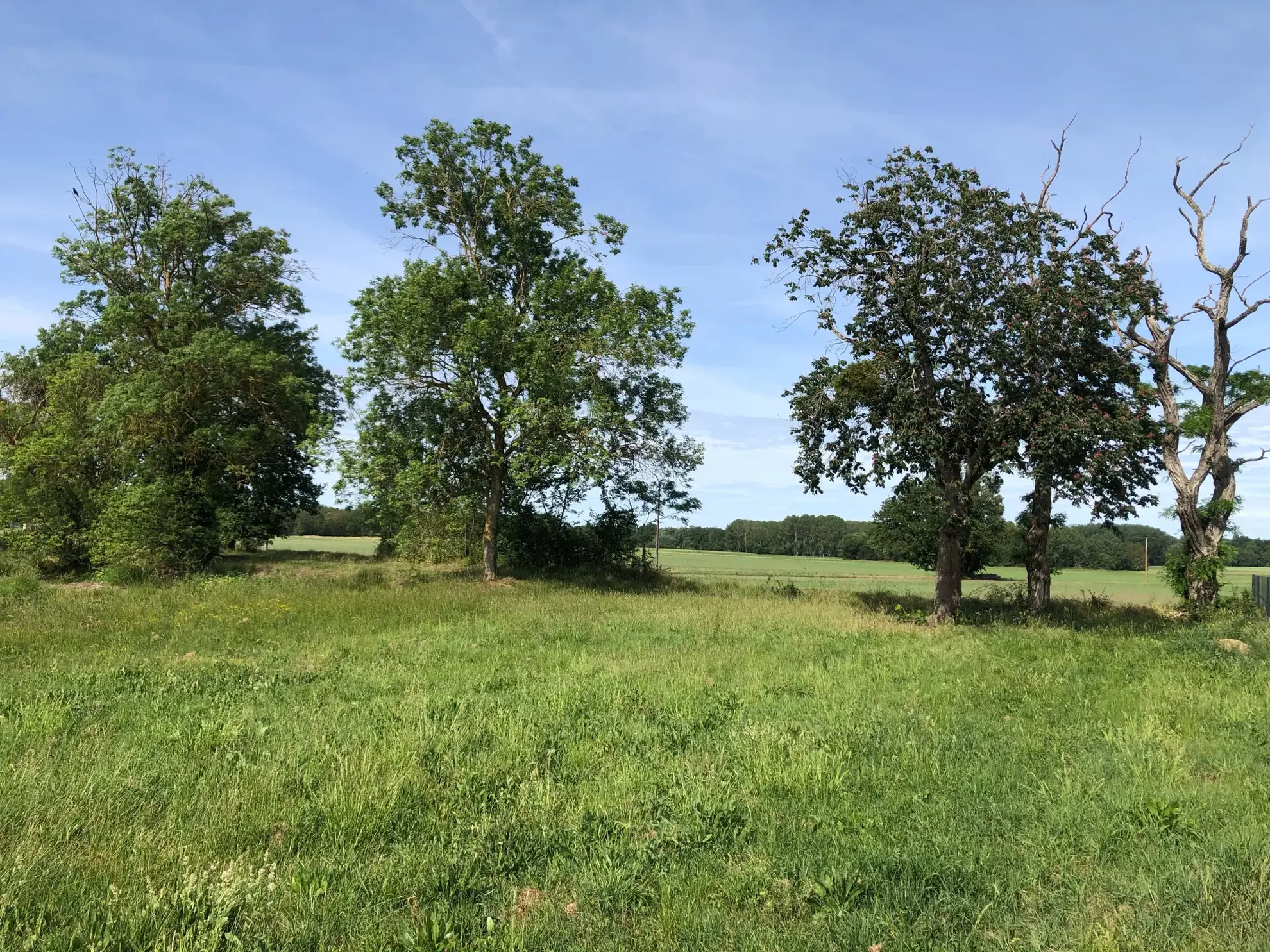 Terrain à bâtir à Chouppes (86110) – Vue dégagée et viabilisé 