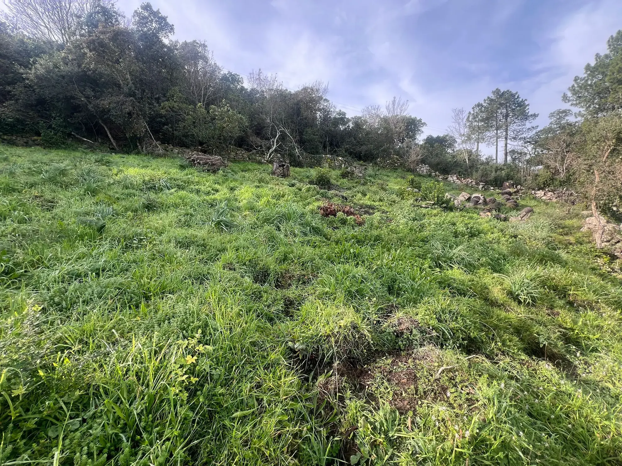 Terrain avec vue mer à vendre à Sari Solenzara - 1193 m² avec permis de construire 