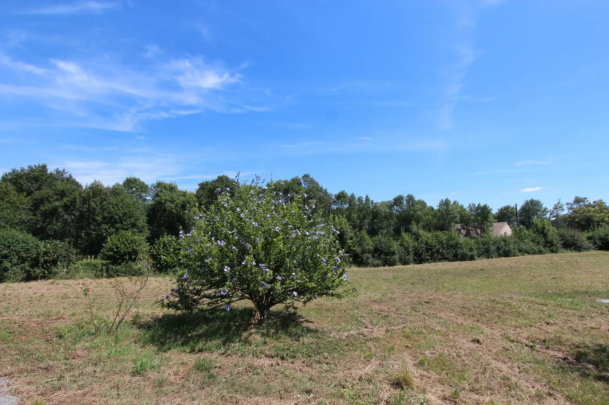 Superbe maison bourgeoise rénovée de 1850 à Coulonges-sur-l'Autize avec grand terrain 