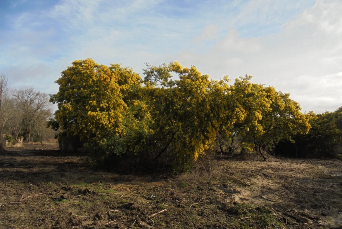 Grande propriété à rénover avec dépendances et terrains agricoles à Auros 