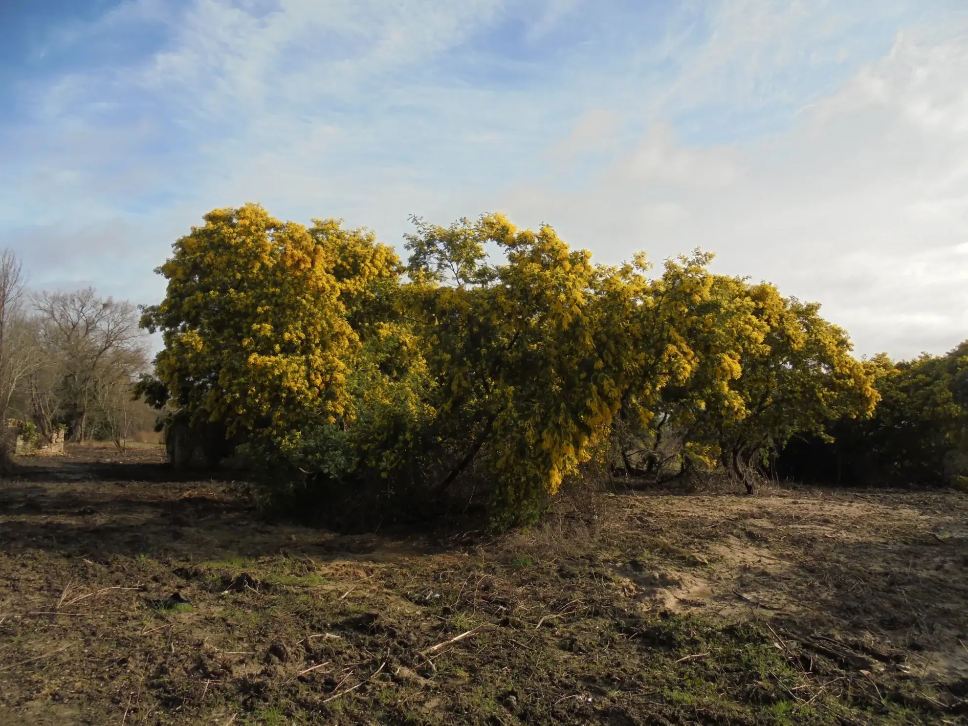 Grande propriété à rénover avec dépendances et terrains agricoles à Auros 